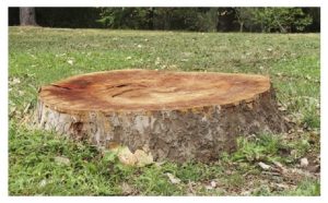 tree stump removal leeds
